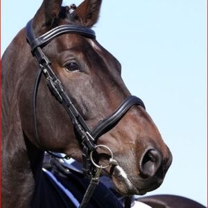 Barefoot Trensen & gebisslose Zäumungen